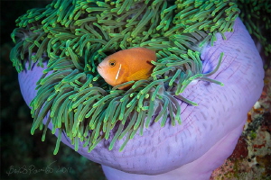 sad clown
/ Anemone fish / Maldives Clown
 by Boris Pamikov 